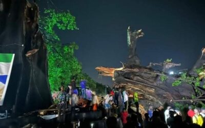 Sierra Leoneans mourn the fall of a giant cotton tree which was historic and a national symbol